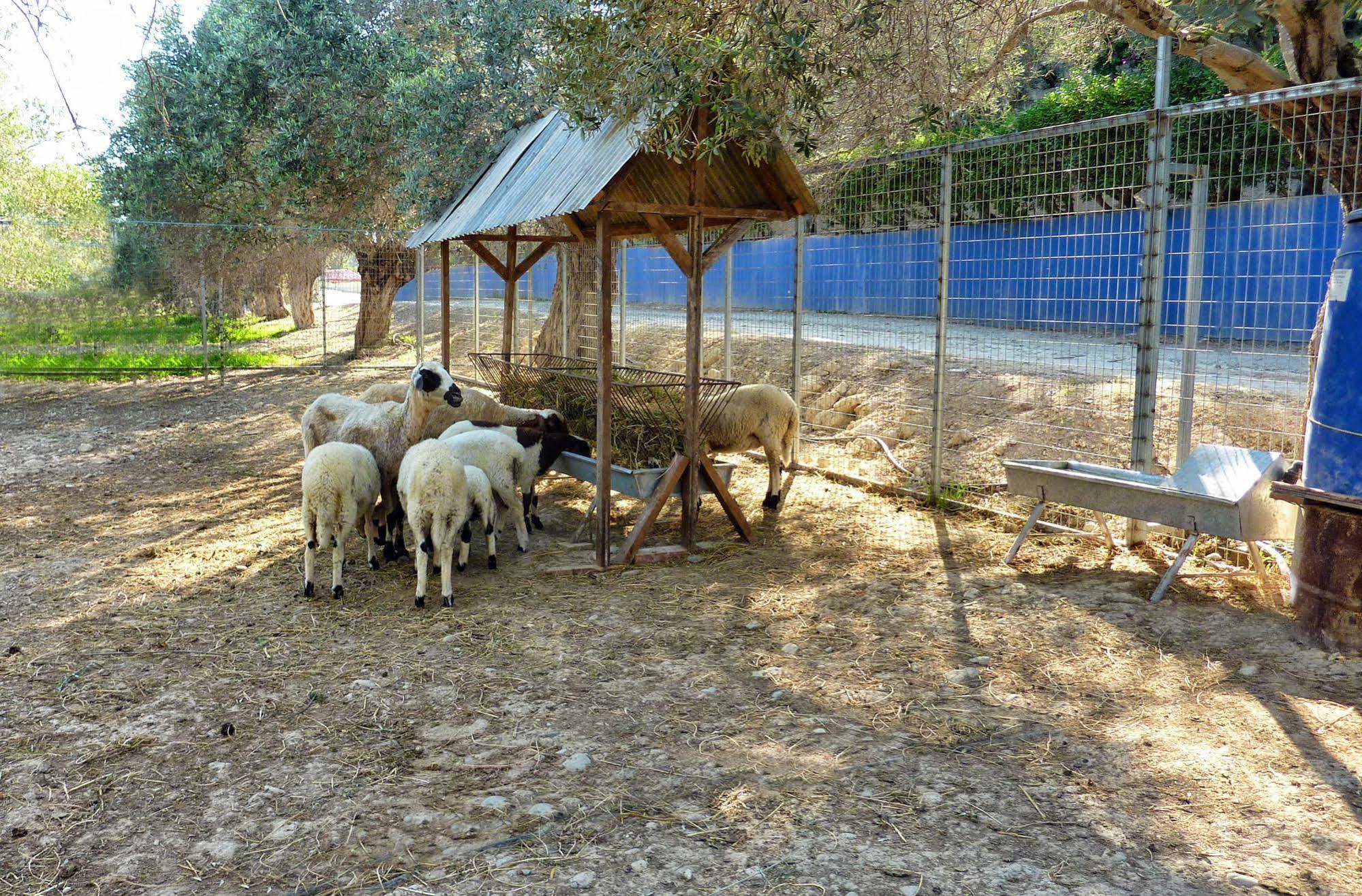 Hadjios Valley Mazotos Exterior foto