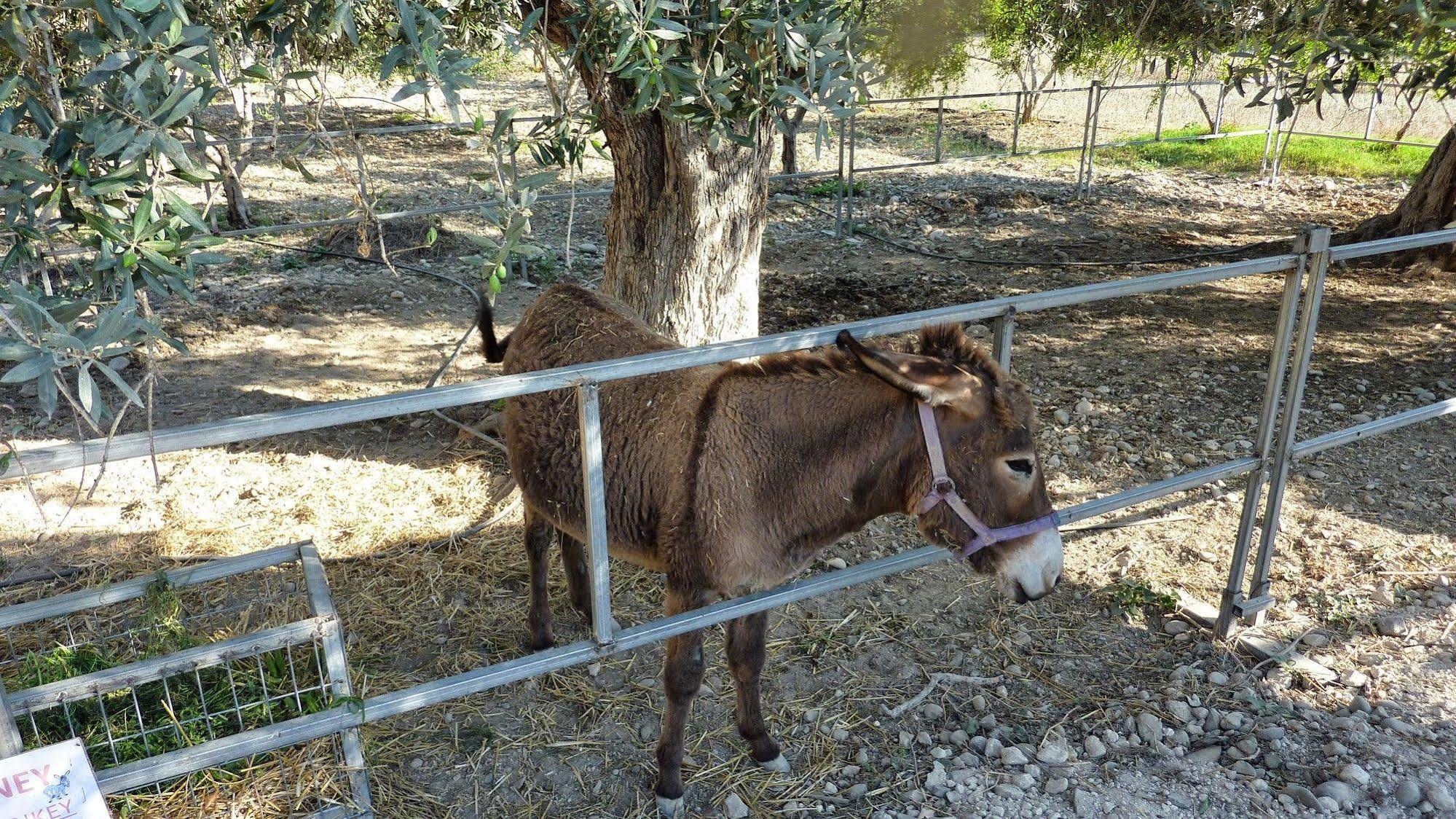 Hadjios Valley Mazotos Exterior foto